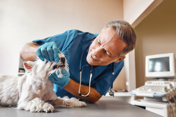 Best Emergency Root Canal Treatment in Meadows Place, TX